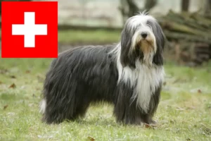 Lire la suite à propos de l’article Éleveurs de Bearded Collie et chiots en Suisse