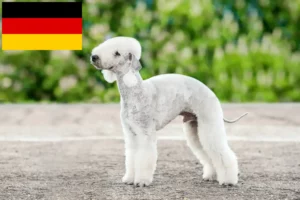Lire la suite à propos de l’article Éleveurs de Bedlington Terriers et chiots en France