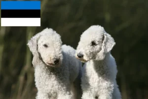 Lire la suite à propos de l’article Éleveurs de Bedlington Terriers et chiots en Estonie