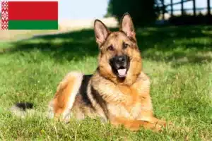 Lire la suite à propos de l’article Éleveurs de chiens de berger et chiots en Biélorussie