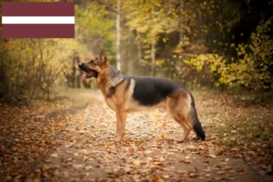 Lire la suite à propos de l’article Éleveurs de chiens de berger et chiots en Lettonie