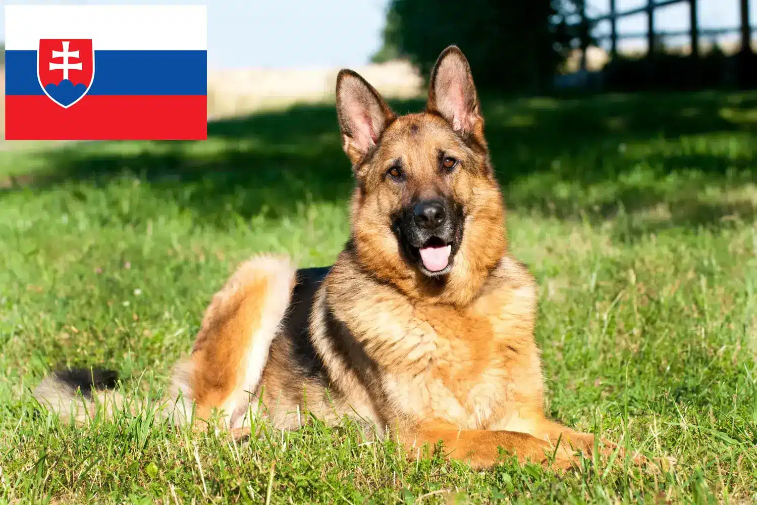 Chien de berger chiots et éleveurs Slovaquie Ici, tu trouveras des éleveurs de chiens de berger en Slovaquie.