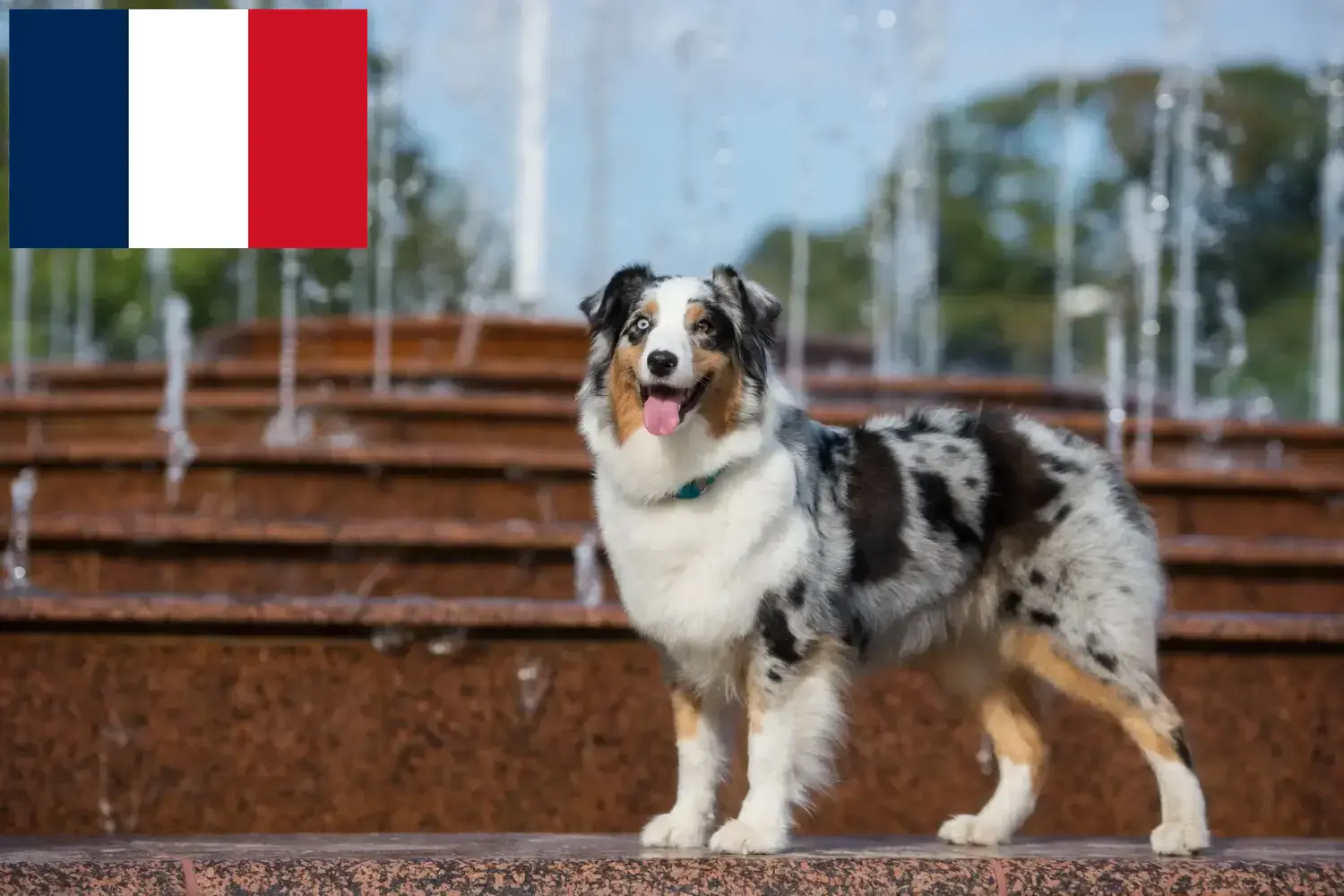 Berger australien chiots et éleveurs France Ici, tu trouveras des éleveurs de Bergers Australiens en France.