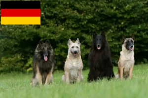 Lire la suite à propos de l’article Éleveurs de bergers belges et chiots en Allemagne