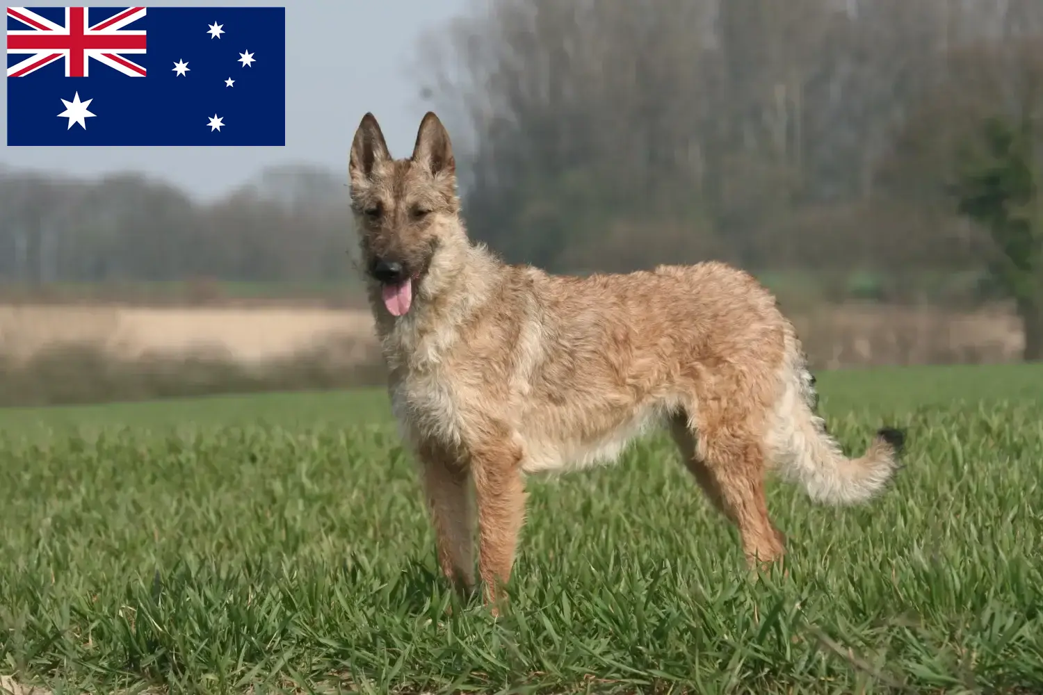 Berger belge chiots et éleveurs Australie Ici, tu trouveras des éleveurs de bergers belges en Australie.