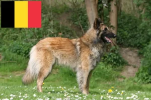 Lire la suite à propos de l’article Éleveurs de bergers belges et chiots en Belgique