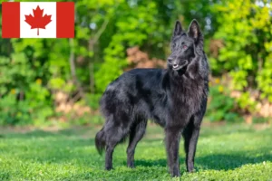 Lire la suite à propos de l’article Éleveurs de bergers belges et chiots au Canada
