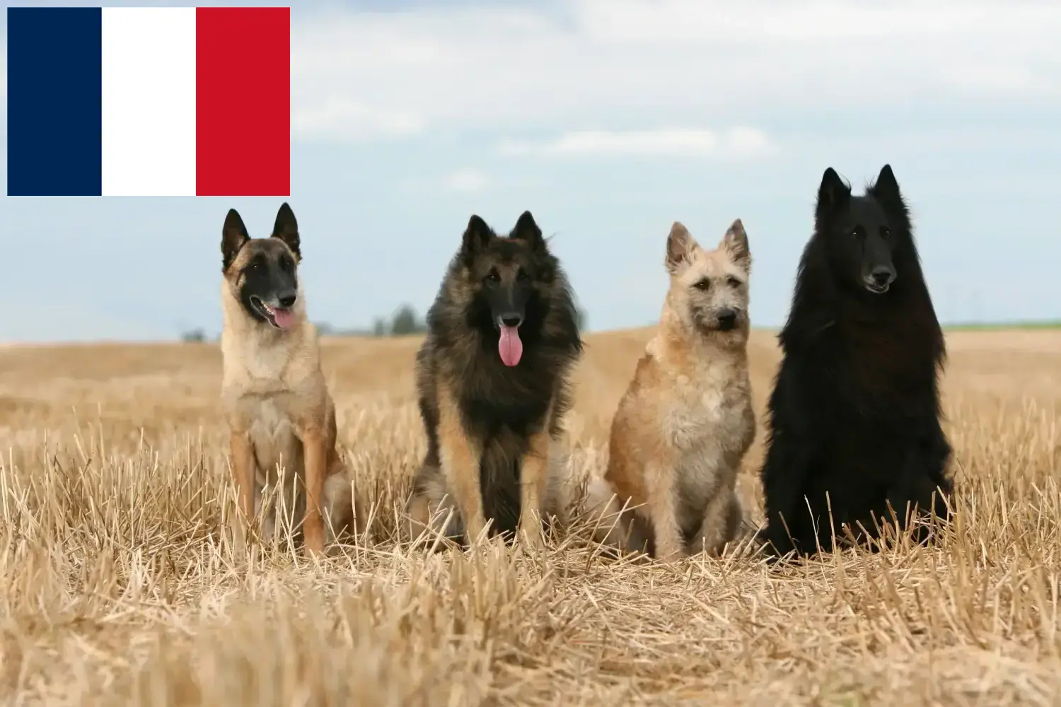 Berger belge chiots et éleveurs Réunion Ici, tu trouveras des éleveurs de bergers belges à la Réunion.