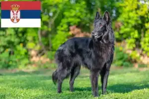 Lire la suite à propos de l’article Éleveurs de bergers belges et chiots en Serbie