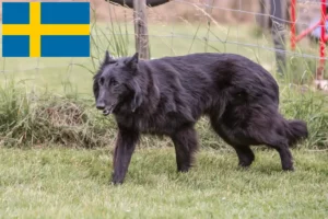 Lire la suite à propos de l’article Éleveurs de bergers belges et chiots en Suède