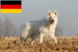 Lire la suite à propos de l’article Berger blanc suisse éleveurs et chiots en Allemagne