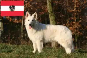 Lire la suite à propos de l’article Berger blanc suisse éleveurs et chiots en Autriche