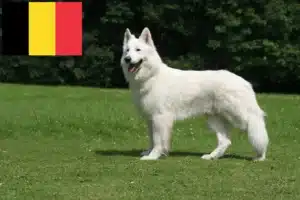 Lire la suite à propos de l’article Berger blanc suisse éleveurs et chiots en Belgique