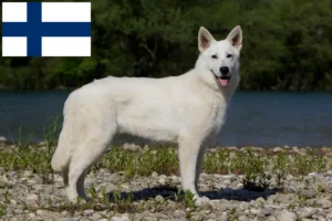 Lire la suite à propos de l’article Berger blanc suisse éleveurs et chiots en Finlande