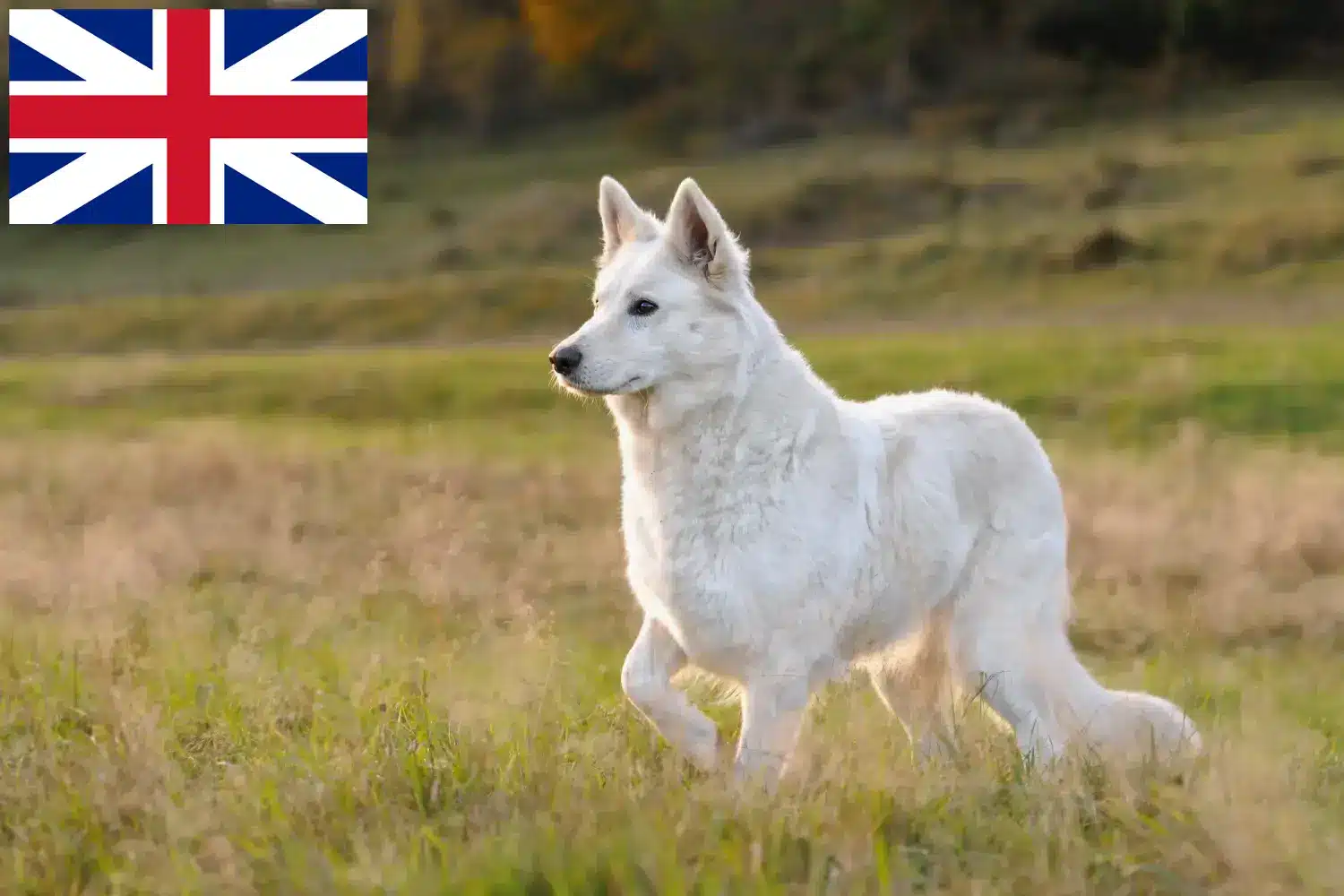 Berger blanc suisse chiots et éleveurs Grande-Bretagne Ici, tu trouveras des éleveurs de Bergers Blancs Suisses en Grande-Bretagne.