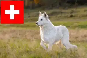 Lire la suite à propos de l’article Berger blanc suisse éleveurs et chiots en Suisse