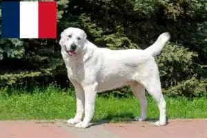 Lire la suite à propos de l’article Éleveurs de bergers d’Asie centrale et chiots en France