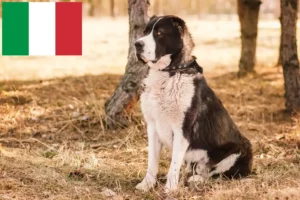 Lire la suite à propos de l’article Éleveurs de bergers d’Asie centrale et chiots en Italie
