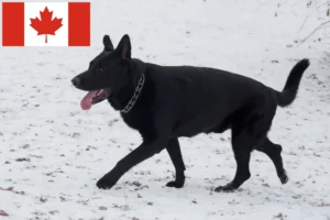 Lire la suite à propos de l’article Éleveurs de bergers d’Europe de l’Est et chiots au Canada