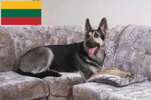 Lire la suite à propos de l’article Éleveurs de bergers d’Europe de l’Est et chiots en Lituanie