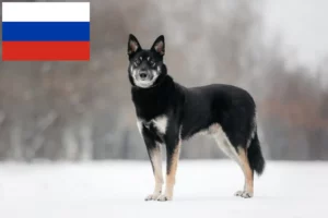 Lire la suite à propos de l’article Éleveurs de bergers d’Europe de l’Est et chiots en Russie
