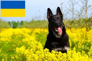 Lire la suite à propos de l’article Éleveurs de bergers d’Europe de l’Est et chiots en Ukraine