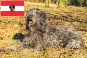 Lire la suite à propos de l’article Chien de berger bergamasque éleveurs et chiots en Autriche