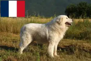 Lire la suite à propos de l’article Éleveurs de bergers de la Maremme et des Abruzzes et chiots en France