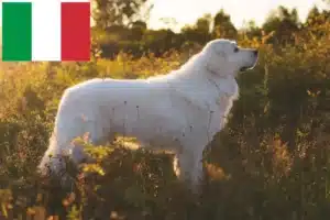 Lire la suite à propos de l’article Éleveurs de bergers de la Maremme et des Abruzzes et chiots en Italie