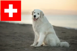 Lire la suite à propos de l’article Éleveurs de bergers de la Maremme et des Abruzzes et chiots en Suisse