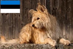 Lire la suite à propos de l’article Berger de Picardie Éleveurs et chiots en Estonie