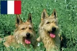 Lire la suite à propos de l’article Berger de Picardie Éleveurs et chiots en France