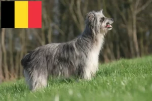 Lire la suite à propos de l’article Berger des Pyrénées éleveurs et chiots en Belgique