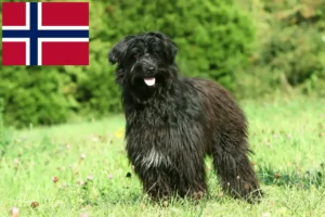 Lire la suite à propos de l’article Berger des Pyrénées Éleveurs et chiots en Norvège