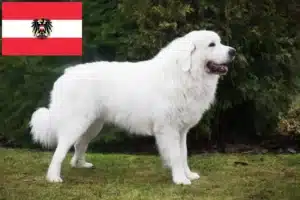 Lire la suite à propos de l’article Éleveurs de chiens de berger des Tatras et chiots en Autriche