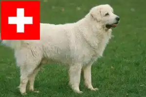 Lire la suite à propos de l’article Éleveurs de chiens de berger des Tatras et chiots en Suisse