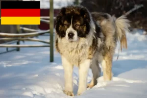 Lire la suite à propos de l’article Berger du Caucase éleveurs et chiots en Allemagne