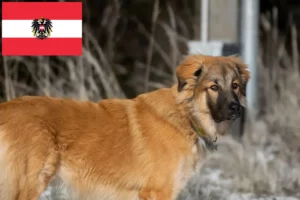Lire la suite à propos de l’article Berger du Caucase éleveurs et chiots en Autriche