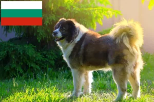 Lire la suite à propos de l’article Berger du Caucase éleveurs et chiots en Bulgarie