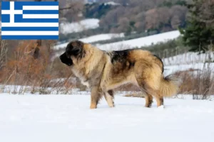 Lire la suite à propos de l’article Berger du Caucase éleveurs et chiots en Grèce