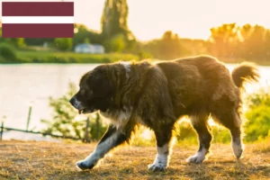 Lire la suite à propos de l’article Berger du Caucase éleveurs et chiots en Lettonie