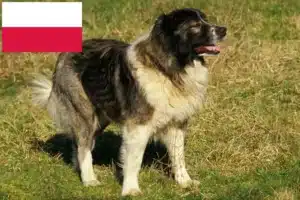 Lire la suite à propos de l’article Berger du Caucase éleveurs et chiots en Pologne