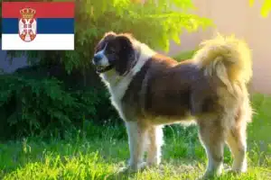 Lire la suite à propos de l’article Berger du Caucase éleveurs et chiots en Serbie