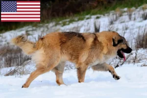 Lire la suite à propos de l’article Éleveurs de bergers du Caucase et chiots aux États-Unis