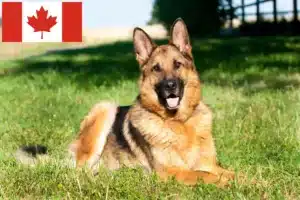 Lire la suite à propos de l’article Éleveurs de chiens de berger et chiots au Canada