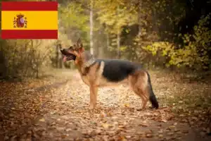 Lire la suite à propos de l’article Éleveurs de chiens de berger et chiots en Espagne