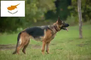 Lire la suite à propos de l’article Éleveurs de chiens de berger et chiots à Chypre