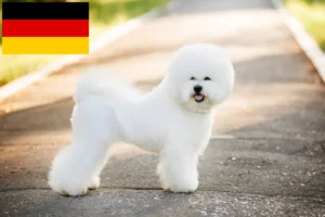 Lire la suite à propos de l’article Éleveurs de Bichon Frisé et chiots en Allemagne