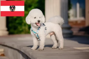 Lire la suite à propos de l’article Éleveurs de Bichon Frisé et chiots en Autriche