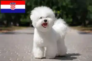 Lire la suite à propos de l’article Éleveurs de Bichon Frisé et chiots en Croatie